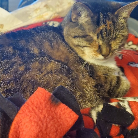 Meet your Posher, Deanna - Picture 1 of 1